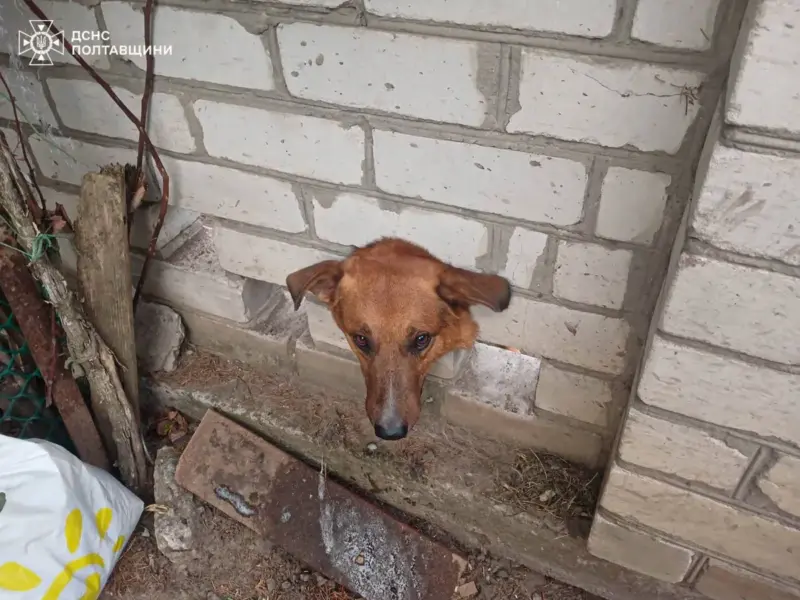 У Кременчуці рятувальники визволили пса з паркану: відео <img src="https://www.telegraf.in.ua/wp-content/uploads/2026/03/gallery.svg" alt="" class="feed-icon" style="width: 20px; height: 20px; vertical-align: middle;" /> <img src="https://www.telegraf.in.ua/wp-content/uploads/2026/03/video.svg" alt="" class="feed-icon" style="width: 20px; height: 20px; vertical-align: middle;" />