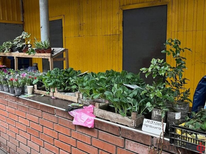 <span class="custom-bold">Весняний старт: перша розсада і плодові саджанці вже у продажу</span> <img src="https://www.telegraf.in.ua/wp-content/uploads/2026/03/gallery.svg" alt="" class="feed-icon" style="width: 20px; height: 20px; vertical-align: middle;" />