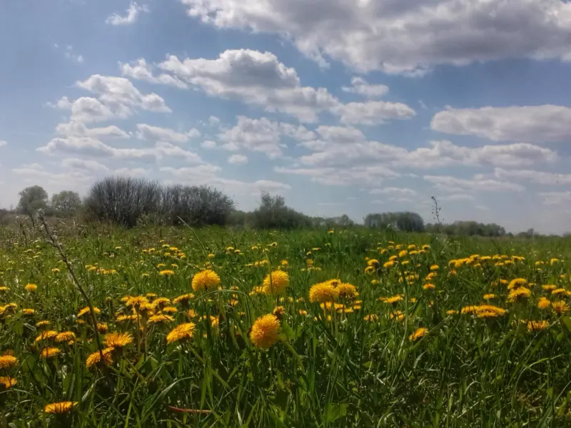 Квітень на Полтавщині був холоднішим за норму та з локальними пошкодженнями посівів через заморозки