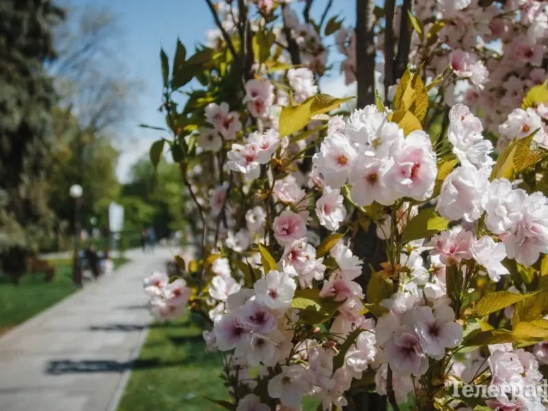 Малецький пояснив, чому Кременчук витратить 2,5 млн грн на дерева і кущі