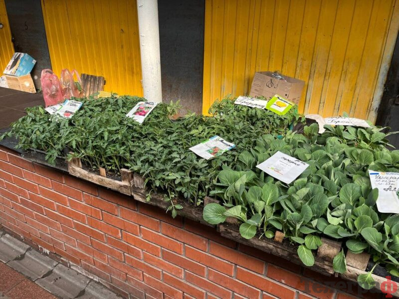 <span class="custom-bold">Весна на ринку: саджанці – в асортименті, вибір розсади поки обмежений</span> <img src="https://www.telegraf.in.ua/wp-content/uploads/2026/03/gallery.svg" alt="" class="feed-icon" style="width: 20px; height: 20px; vertical-align: middle;" />