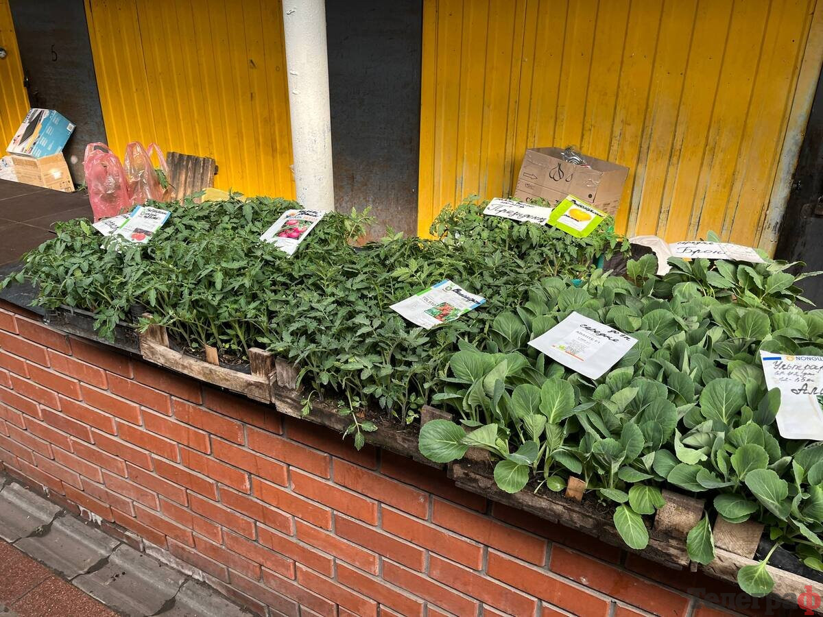 Весна на ринку: саджанці – в асортименті, вибір розсади поки обмежений