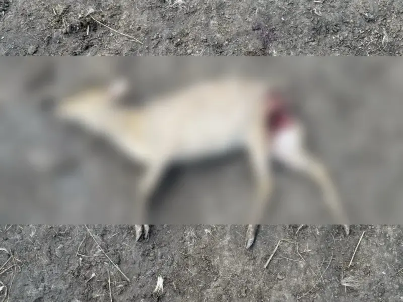 <span class="custom-bold">У Кременчуці в розсаднику «Гарди» невідома тварина загризла кенгуру та оленів: хто це міг бути</span> <img src="https://www.telegraf.in.ua/wp-content/uploads/2026/03/gallery.svg" alt="" class="feed-icon" style="width: 20px; height: 20px; vertical-align: middle;" />