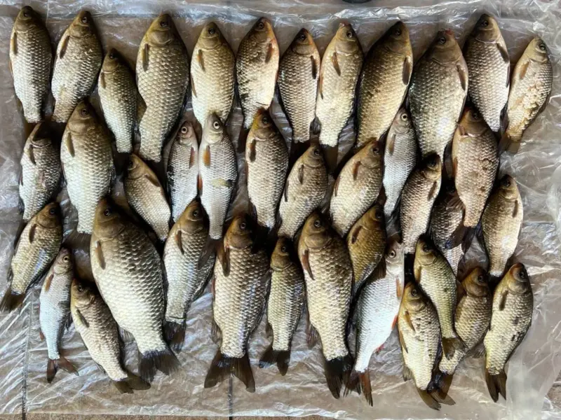 На Кременчуччині зарибили Сухий Кагамлик: у воду випустили понад 30 тисяч рибин