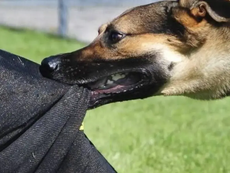 У Полтаві собаки напали на людей у центрі міста: власника притягнуть до відповідальності