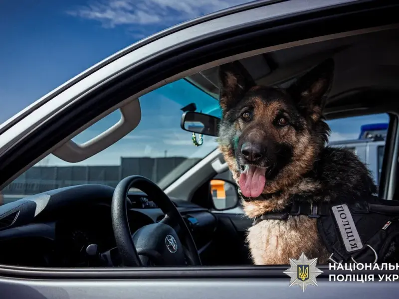 На Полтавщині 39 службових собак допомагають поліції: собака-штурмовик є навіть у спецпідрозділі КОРД <img src="https://www.telegraf.in.ua/wp-content/uploads/2026/03/gallery.svg" alt="" class="feed-icon" style="width: 20px; height: 20px; vertical-align: middle;" />