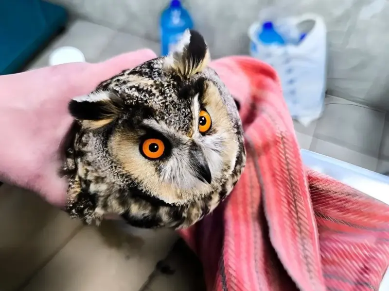 Бійці Полатвської ТрО врятували сову, що заплуталась у сітці