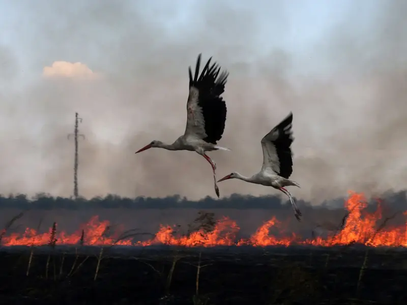 На Полтавщині попереджають про штрафи за спалювання сухої трави та його небезпеку