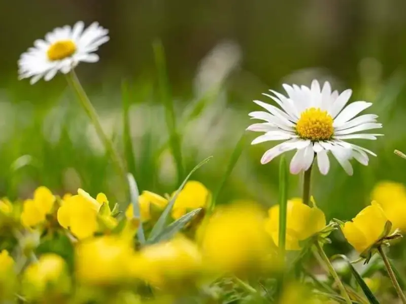 Травень на Полтавщині буде теплішим за норму — прогноз синоптиків