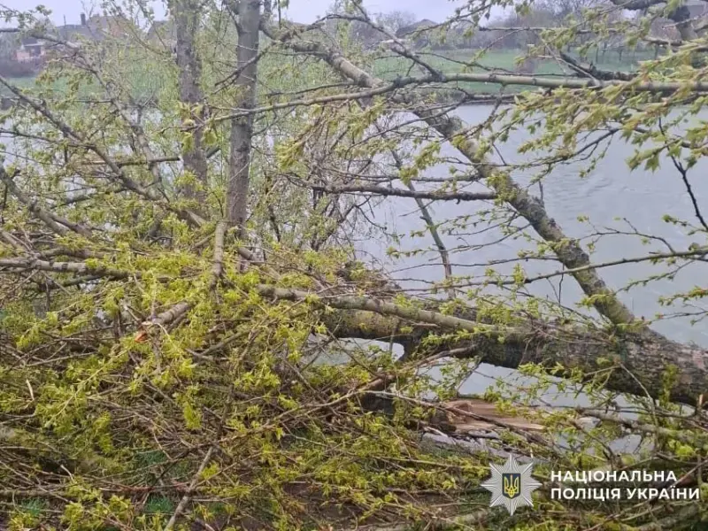 Поліція встановлює обставини травмування дитини унаслідок падіння дерева: хлопець перебуває у тяжкому стані
