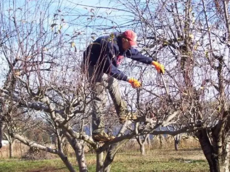 У Лохвиці чоловік загинув після падіння з дерева — поліція