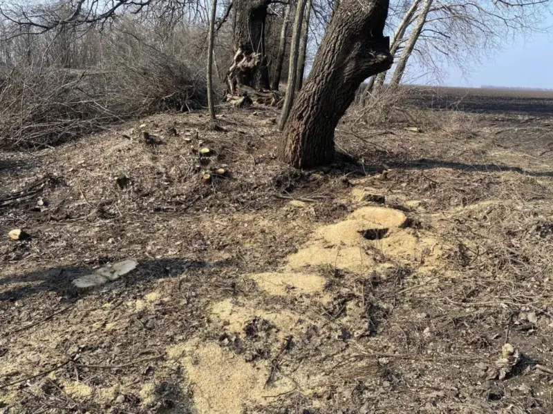 На Полтавщині незаконно вирубали сотні дерев: збитки перевищують мільйон гривень