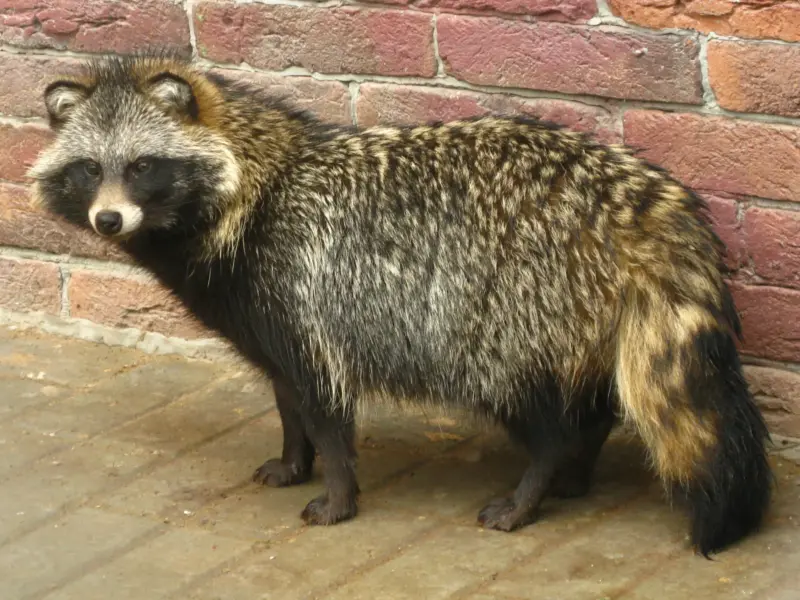 У Горішніх Плавнях знайшли та врятували виснаженого єнотоподібного собаку <img src="https://www.telegraf.in.ua/wp-content/uploads/2026/03/gallery.svg" alt="" class="feed-icon" style="width: 20px; height: 20px; vertical-align: middle;" />