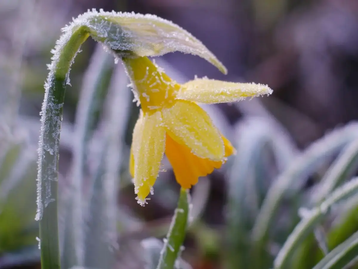 Синоптики попереджають про нічні заморозки в Полтавській області