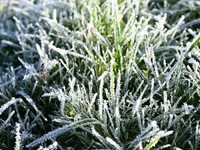 Завтра на Полтавщині очікуються заморозки