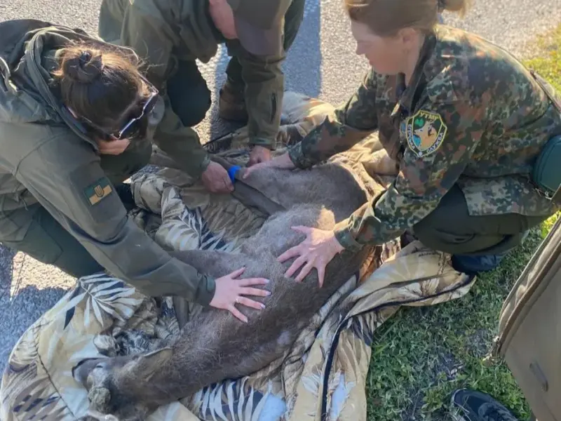 На Полтавщині біля дороги знайшли збиту сарну: це четвертий випадок за два місяці