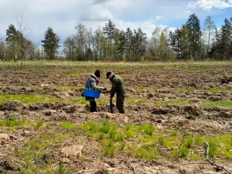 На Полтавщині заклали дослідні ділянки лісових насаджень