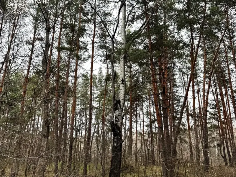 На Полтавщині підозрюють ексреєстраторку та землевпорядника у незаконному відчуженні лісу