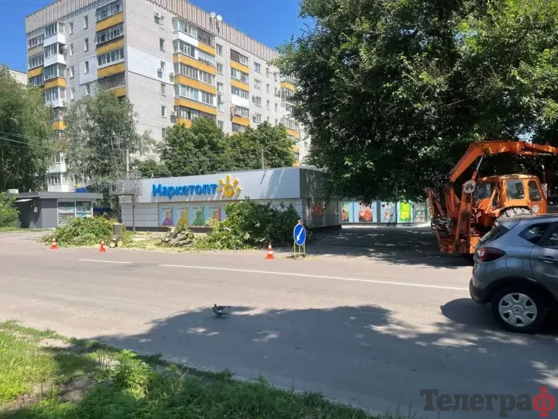 <span class="custom-bold">На їх місці мають бути нові дерева: Малецький про спиляні у центрі каштани</span>