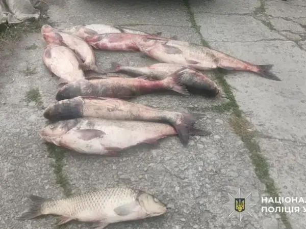 На Кременчуччині чоловік перевозив майже 100 кг незаконно виловленої риби