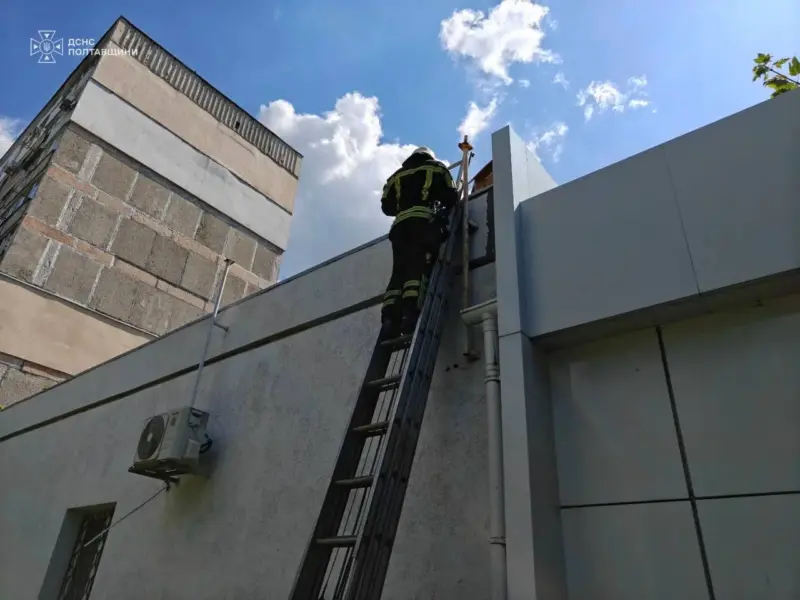 У Горішніх Плавнях рятувальники зняли з даху магазину кошеня