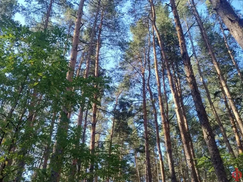 Аудитори знайшли у лісівників закупівлі на 66 млн грн без процедур