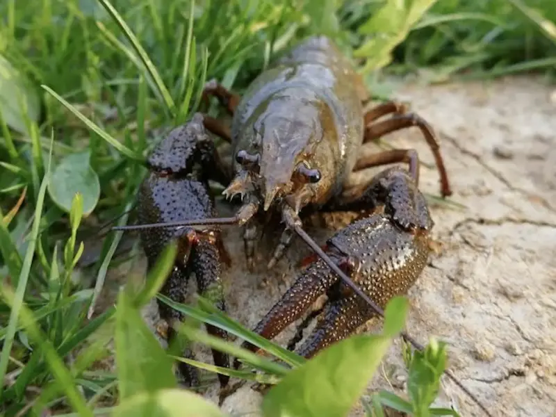 На Полтавщині скоро заборонять ловити раків