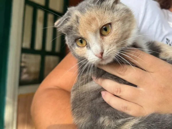 На Полтавщині поліція перевірила повідомлення про «мертвого кота»: що відомо