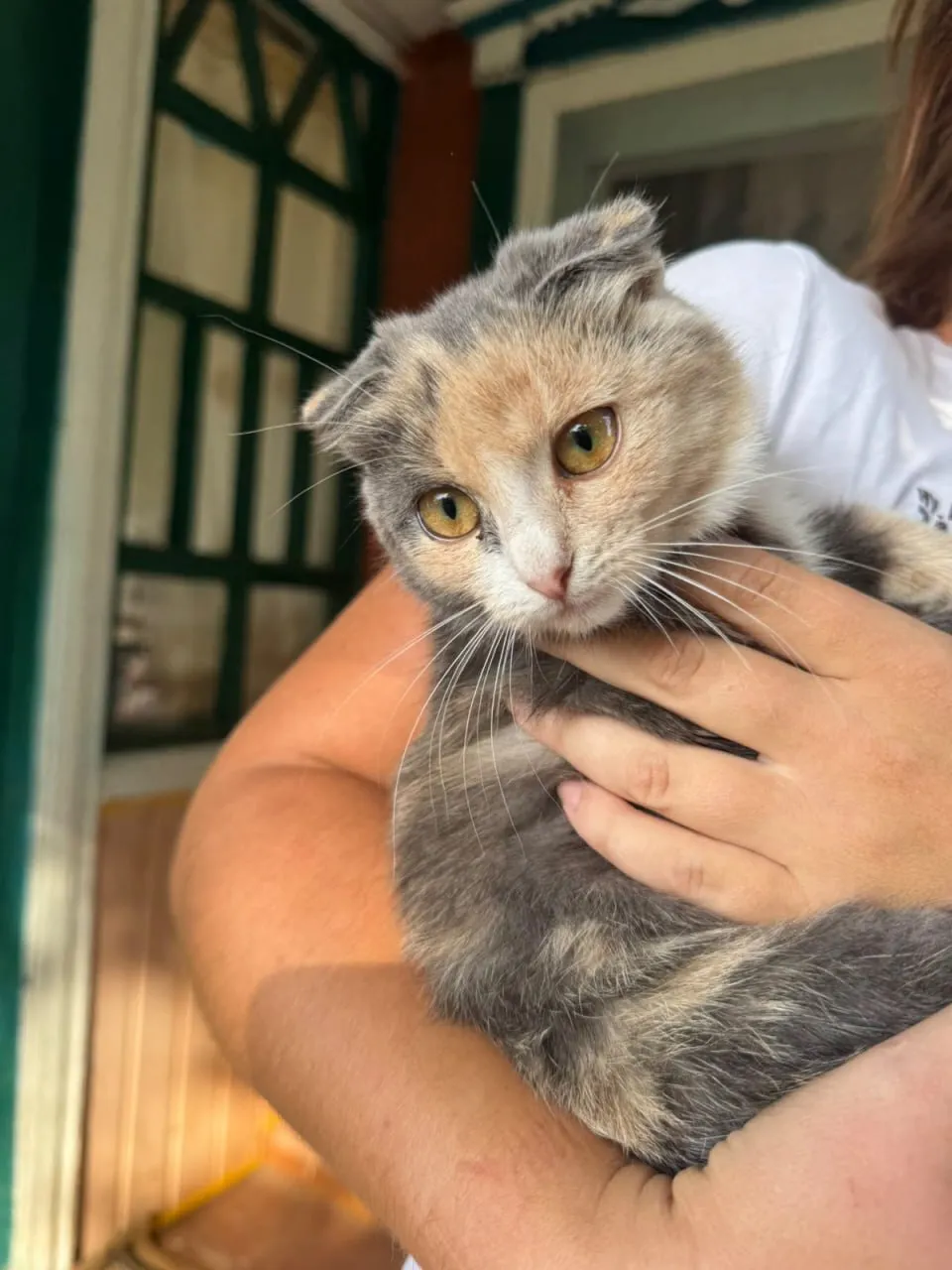 На Полтавщині поліція перевірила повідомлення про «мертвого кота»: що відомо
