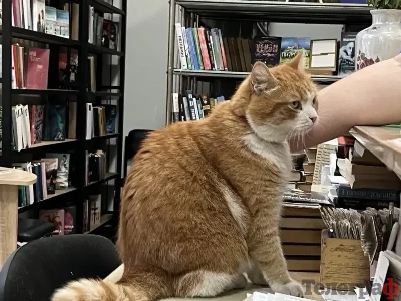 «Працівник бібліотеки»: містянка зафільмувала рудого кота серед книжок <img src="https://www.telegraf.in.ua/wp-content/uploads/2026/03/video.svg" alt="" class="feed-icon" style="width: 20px; height: 20px; vertical-align: middle;" />